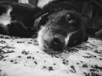 Close-up portrait of dog relaxing on bed at home