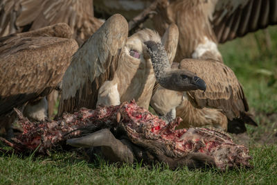 Vultures eating dead animal