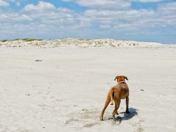 View of a dog on beach