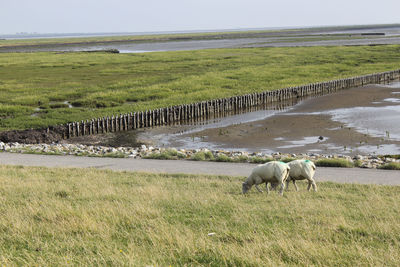 Sheep grazing on field against sky