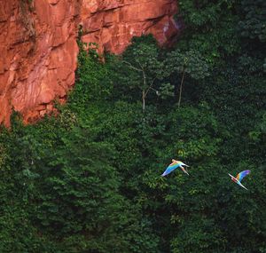 Scenic view of forest