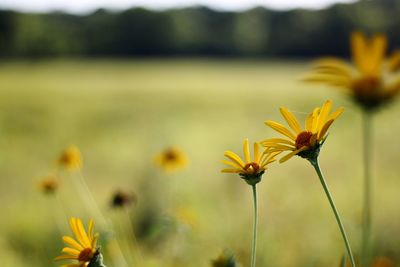 Close-up of yellow flowering plant on field