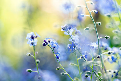 Close-up of purple flowering plants