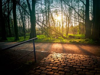 Footpath amidst trees in forest