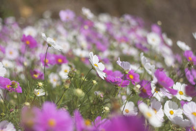 Close-up of pink crocus flowers on field