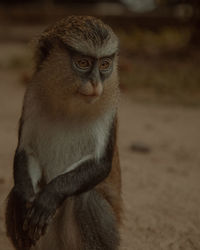 Portrait of young monkey looking away