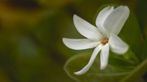 Close-up of white flowering plant