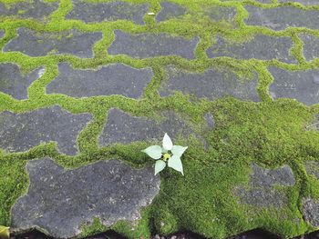 High angle view of plants by water
