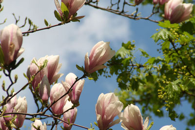 Low angle view of pink flowers blooming in park