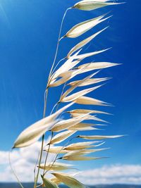 Low angle view of plant against blue sky