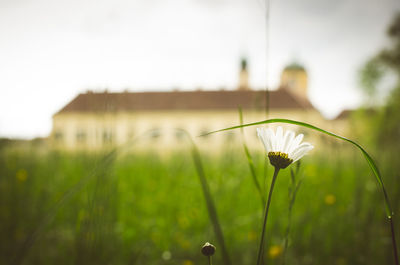 Close-up of flower blooming against sky