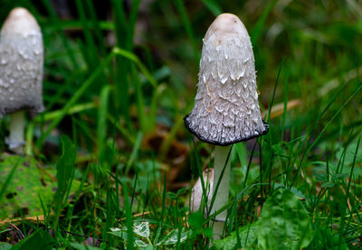 Close-up of mushroom on field