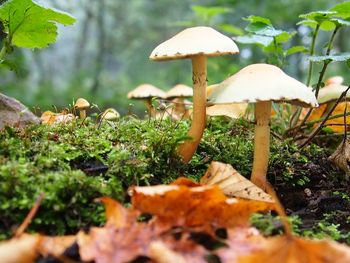 Mushroom growing in forest