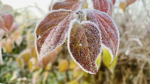 Close-up of snow on plant