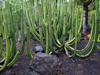 Canary cactus