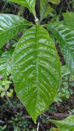 Close-up of green leaves