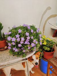 View of white flowers on potted plant