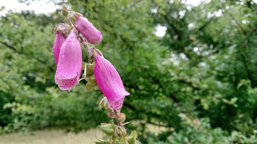 Close-up of pink flowering plant