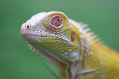 Close-up of lizard