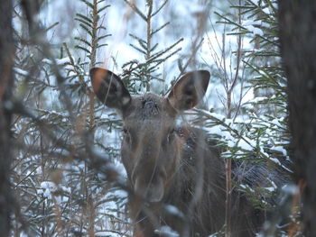 Deer in a forest