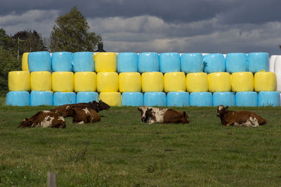 Cows in a field in front of yellow and blue silage