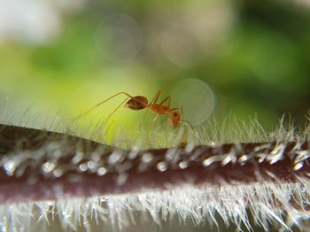 Close-up of spider