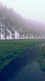 Trees on grassy field