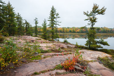 Scenic view of lake amidst trees against sky