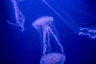 Close-up of jellyfish in sea