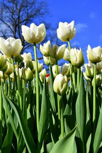 Close-up of flowers against sky