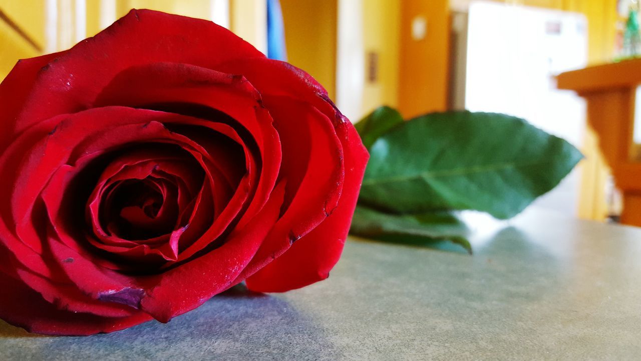 flower, indoors, petal, rose - flower, red, close-up, flower head, rose, focus on foreground, freshness, fragility, single flower, home interior, no people, pink color, table, day, selective focus, beauty in nature, still life