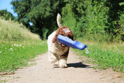 Dog looking away on field