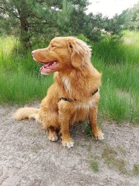 View of a dog looking away