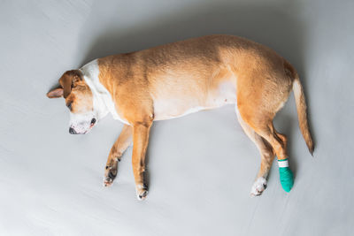 High angle view of dog sleeping