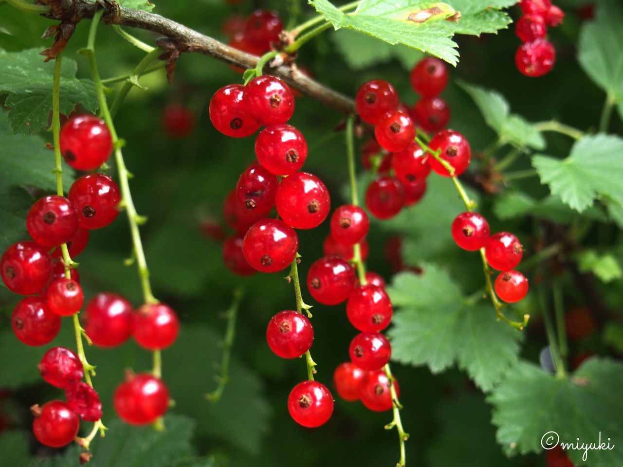 CLOSE-UP OF RED BERRIES ON TWIG