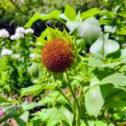 Close-up of red flowering plant