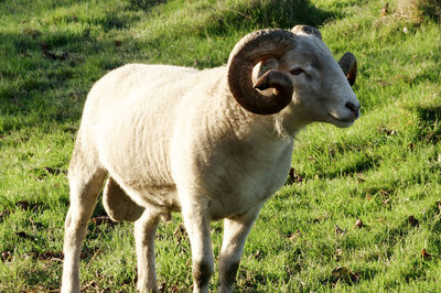 Portrait of sheep standing on field