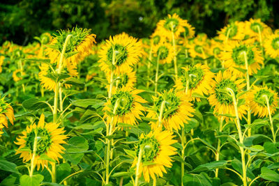 Close-up of yellow flowering plants on field