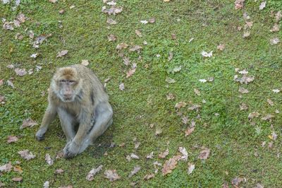 High angle portrait of monkey sitting amidst fallen dry leaves on grass