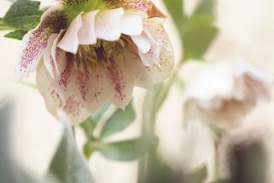 Close-up of hellebore