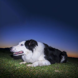 Dog relaxing on field against sky