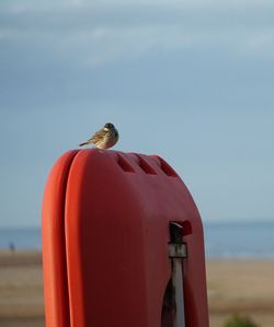 Close-up of a bird on the beach