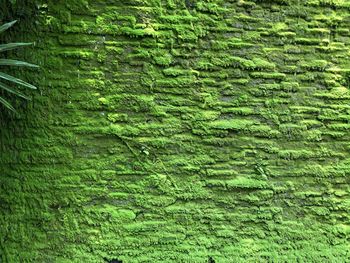 Full frame shot of moss on wall