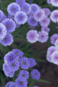 Close-up of purple flowering plants