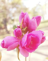 Close-up of pink orchid