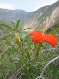 Close-up of red hibiscus blooming outdoors