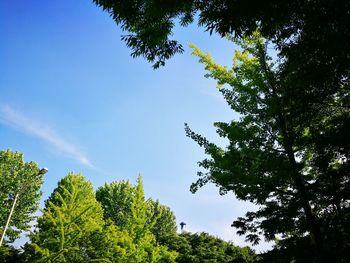 Low angle view of trees against sky