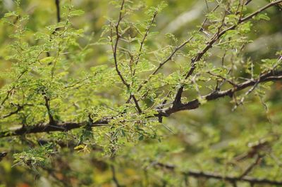 Close-up of tree branch in forest