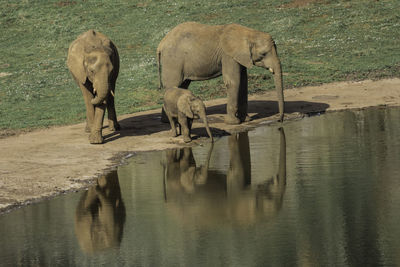 View of elephant drinking water in lake