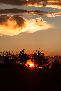 Silhouette of trees at sunset